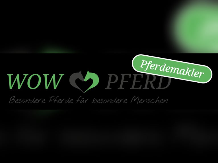 Spanish Sporthorse Mare 4 years 15,1 hh Buckskin in Bad Feilnbach