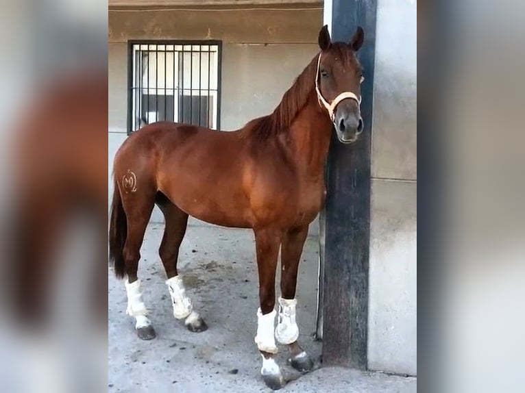 Spanish Sporthorse Mare 4 years 15.1 hh Chestnut-Red in Sevilla