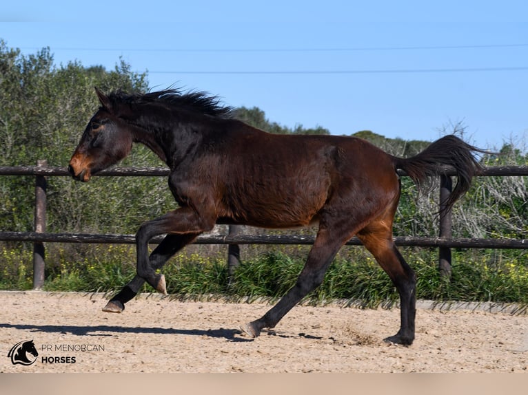 Spanish Sporthorse Mare 4 years 15,2 hh Brown in Menorca
