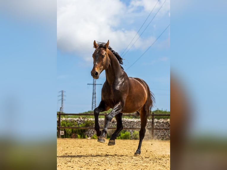 Spanish Sporthorse Mare 4 years 15,2 hh Brown in Menorca