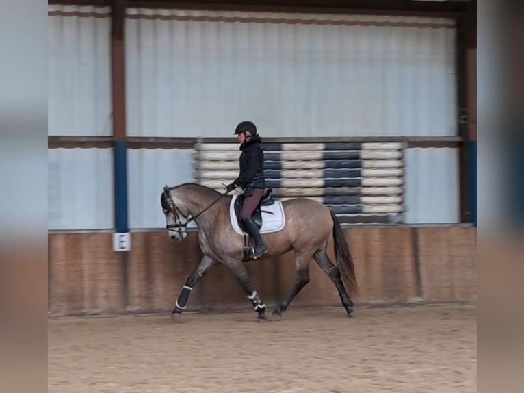 Spanish Sporthorse Mare 4 years 15,2 hh Can be white in Oud gastel