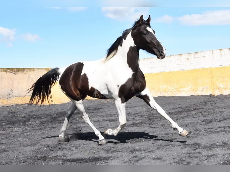 Spanish Sporthorse Mare 4 years 15.2 hh Pinto in Provinz Granada