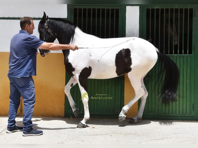 Spanish Sporthorse Mare 4 years 15.2 hh Pinto in Provinz Granada