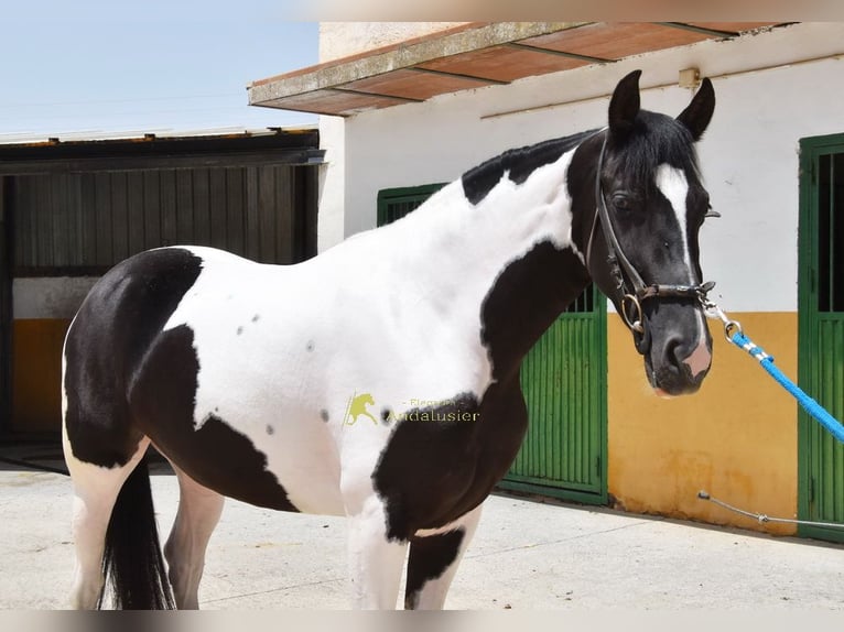 Spanish Sporthorse Mare 4 years 15.2 hh Pinto in Provinz Granada