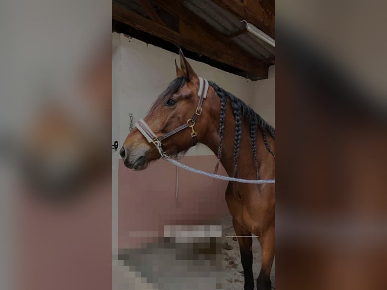 Spanish Sporthorse Mare 4 years 15,3 hh Brown in Seligenstadt