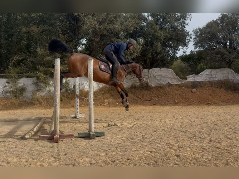 Spanish Sporthorse Mare 4 years 15,1 hh Brown in Ponferrada