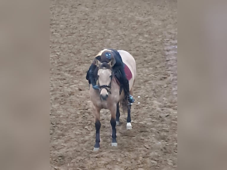 Spanish Sporthorse Mare 4 years 15,2 hh Brown-Light in Spijk