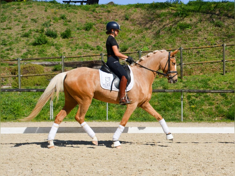 Spanish Sporthorse Mare 4 years 15,2 hh Palomino in Casavells