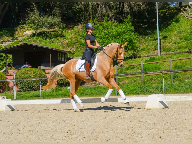 Spanish Sporthorse Mare 4 years 15,2 hh Palomino in Casavells