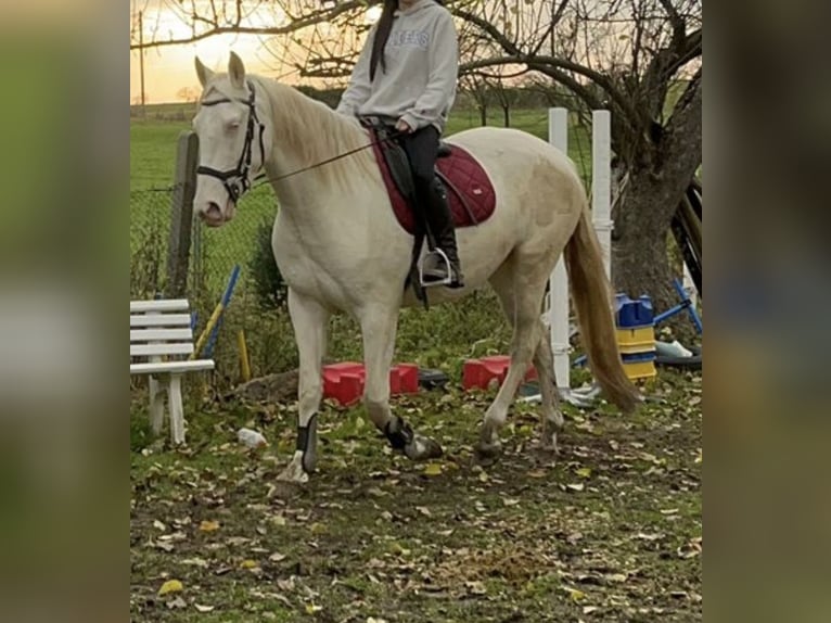 Spanish Sporthorse Mix Mare 4 years 16.1 hh Cremello in ThemesgrundPolzen