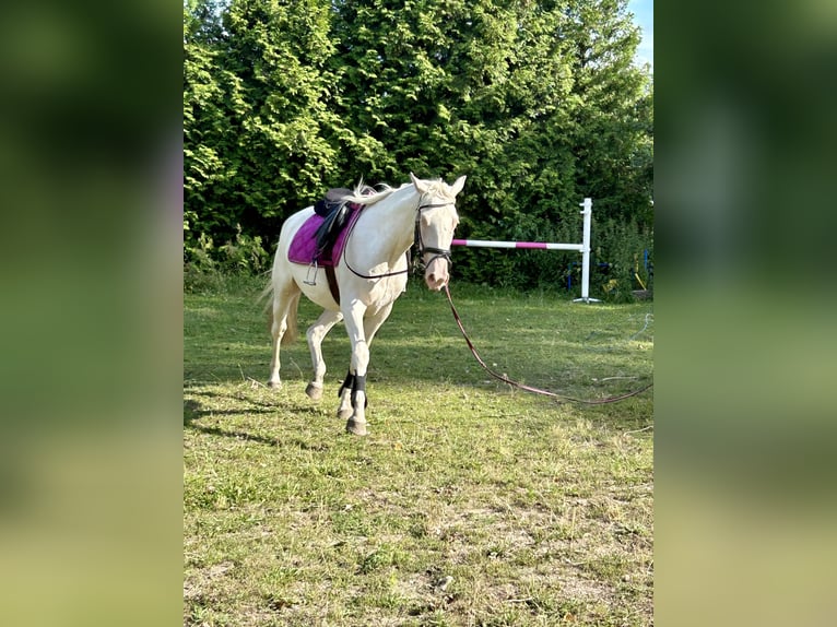 Spanish Sporthorse Mix Mare 4 years 16.1 hh Cremello in ThemesgrundPolzen