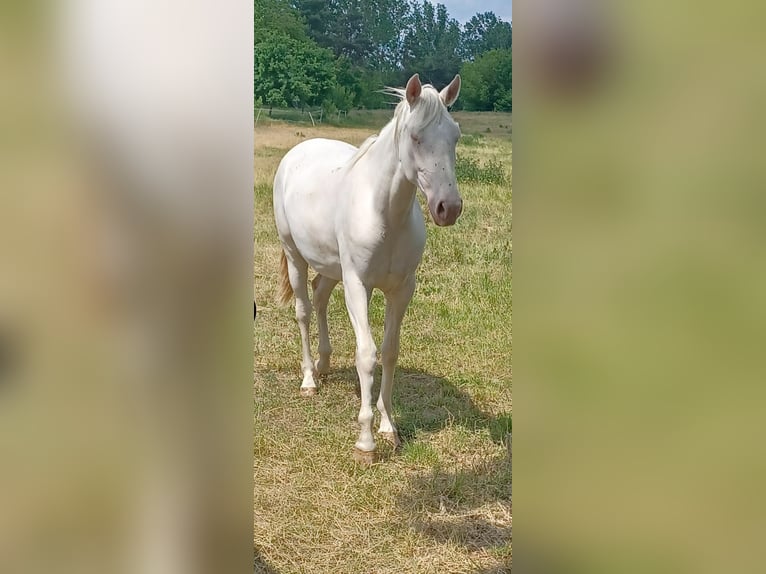 Spanish Sporthorse Mix Mare 4 years 16.1 hh Cremello in ThemesgrundPolzen