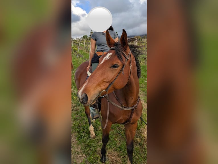 Spanish Sporthorse Mare 4 years 16 hh Brown in Las Ca&#xF1;adas Del Teide