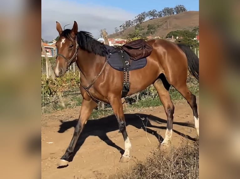 Spanish Sporthorse Mare 4 years 16 hh Brown in Las Ca&#xF1;adas Del Teide