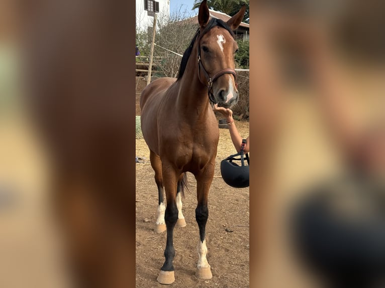 Spanish Sporthorse Mare 4 years 16 hh Brown in Las Ca&#xF1;adas Del Teide