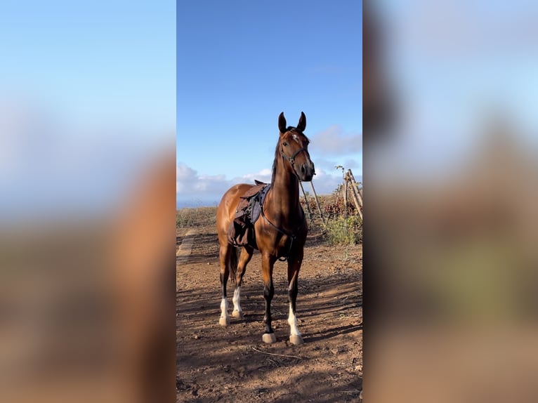 Spanish Sporthorse Mare 4 years 16 hh Brown in Las Ca&#xF1;adas Del Teide