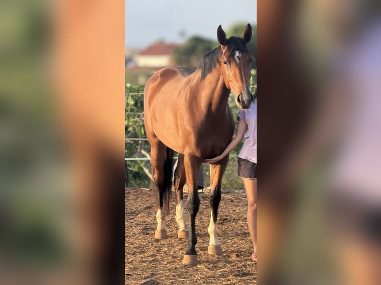 Spanish Sporthorse Mare 4 years 16 hh Brown in Las Ca&#xF1;adas Del Teide