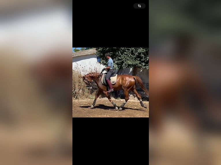 Spanish Sporthorse Mare 4 years 16 hh Chestnut-Red in Constantina