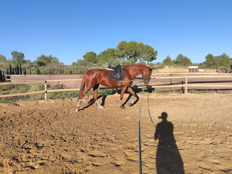 Spanish Sporthorse Mare 4 years 16 hh Chestnut-Red in Turis (Valencia)
