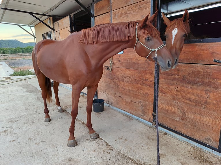 Spanish Sporthorse Mare 4 years 16 hh Chestnut-Red in Turis (Valencia)