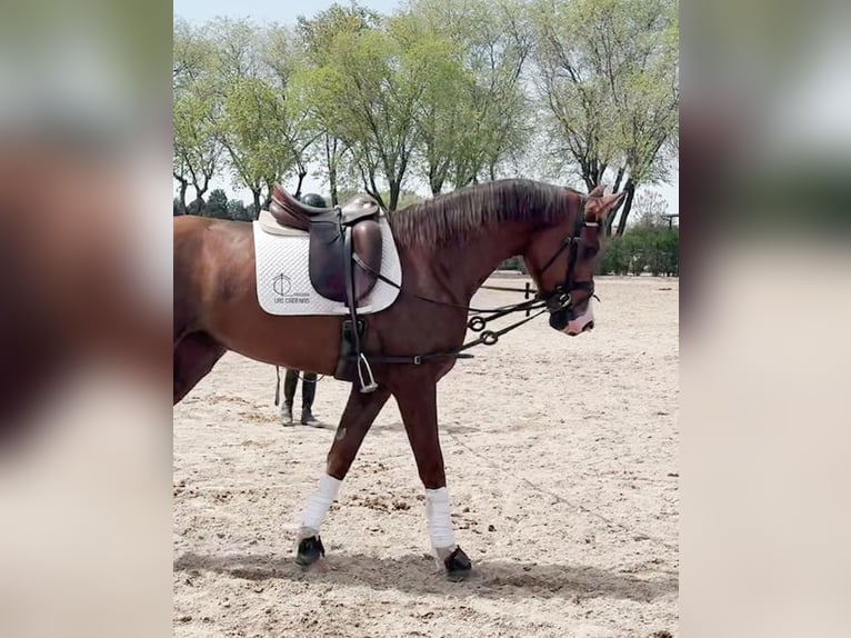 Spanish Sporthorse Mare 4 years 16 hh in Carretera Alcala- Camarma Km 3,3