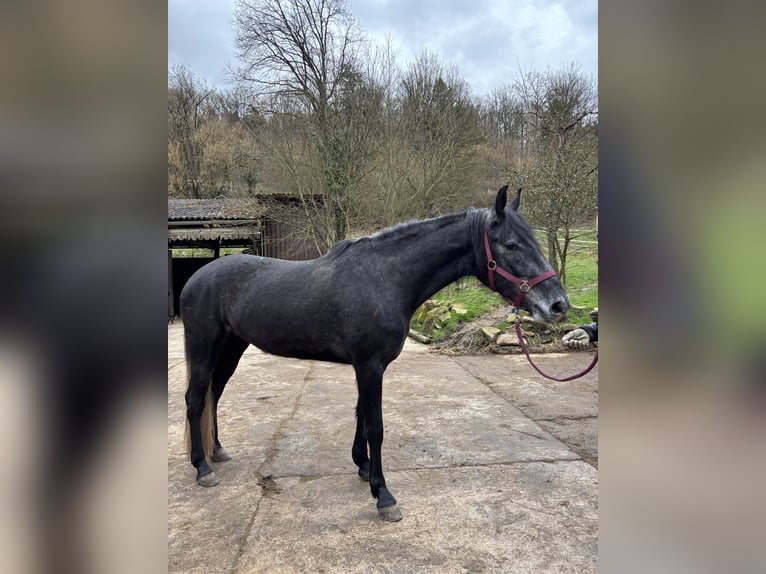 Spanish Sporthorse Mix Mare 4 years 16 hh Grey-Dark-Tan in Lahr/Schwarzwald
