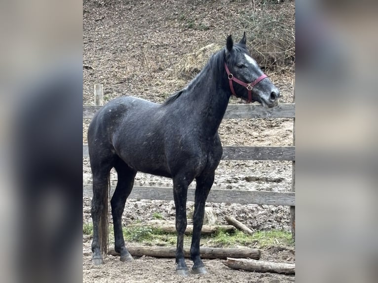 Spanish Sporthorse Mix Mare 4 years 16 hh Grey-Dark-Tan in Lahr/Schwarzwald