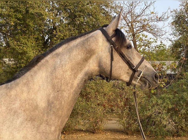 Spanish Sporthorse Mare 4 years 16 hh Grey in Bencarron (Utrera)