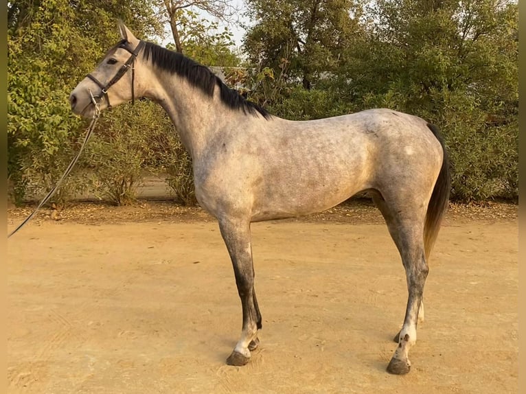 Spanish Sporthorse Mare 4 years 16 hh Grey in Bencarron (Utrera)