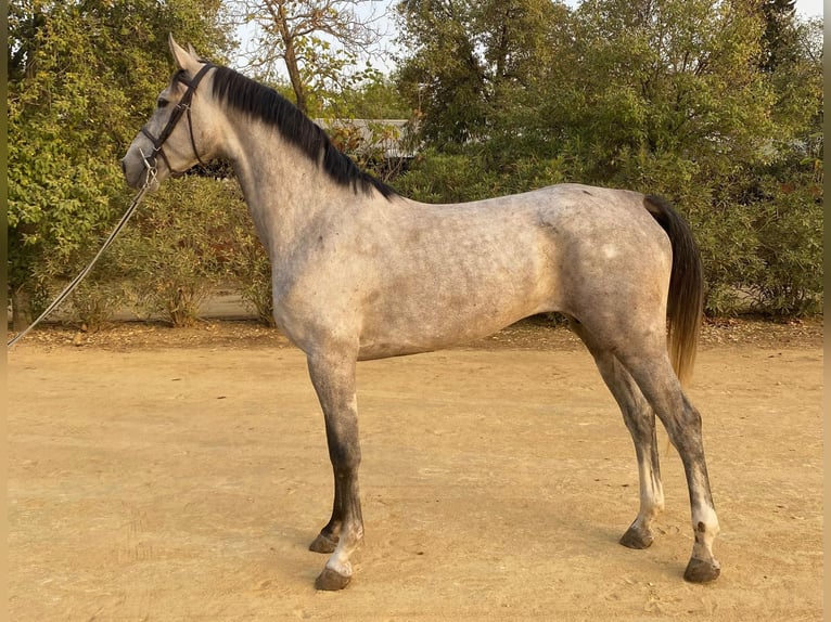 Spanish Sporthorse Mare 4 years 16 hh Grey in Bencarron (Utrera)