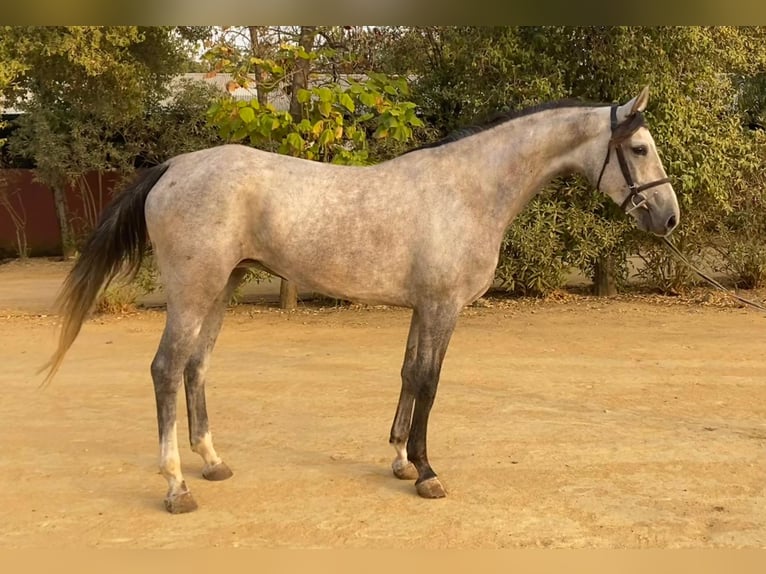 Spanish Sporthorse Mare 4 years 16 hh Grey in Bencarron (Utrera)