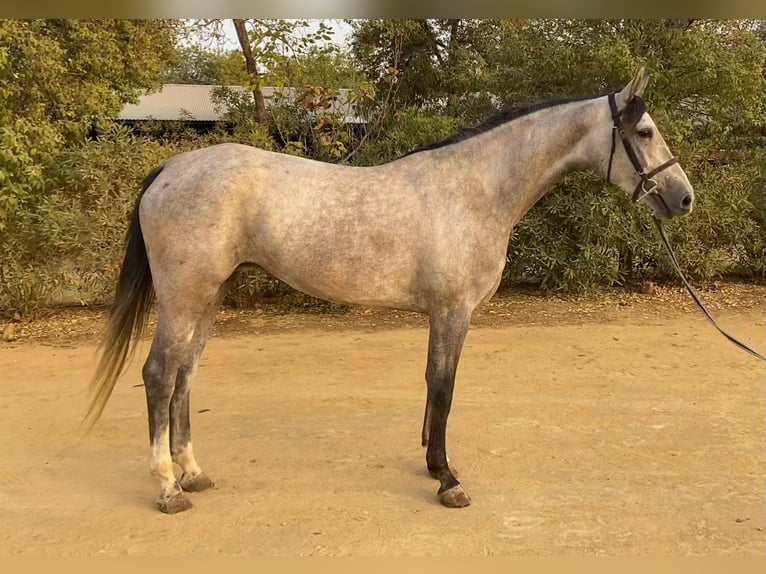 Spanish Sporthorse Mare 4 years 16 hh Grey in Bencarron (Utrera)