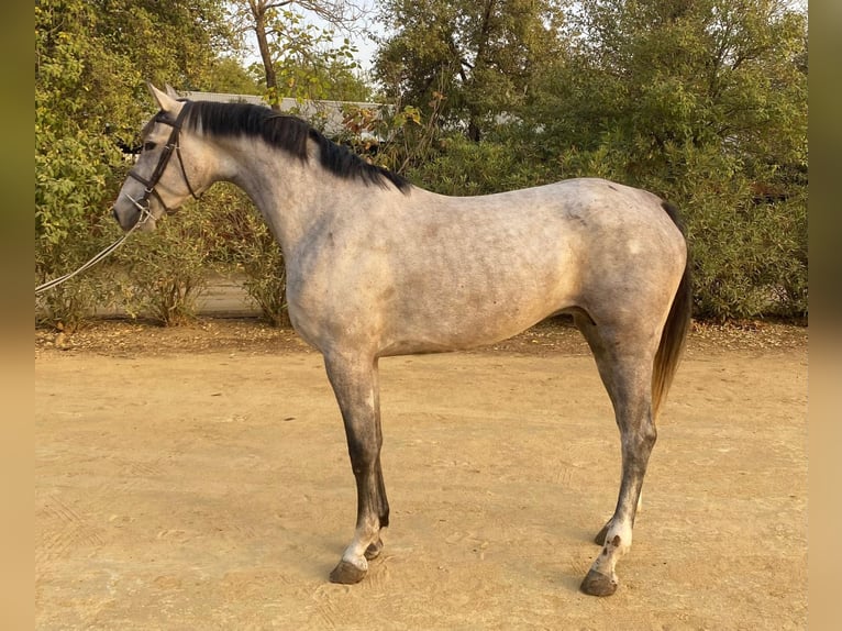 Spanish Sporthorse Mare 4 years 16 hh Grey in Bencarron (Utrera)