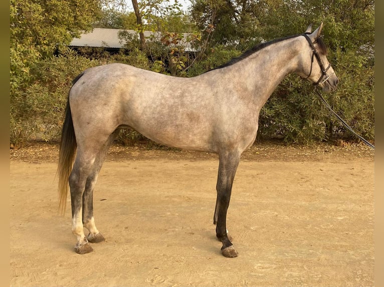 Spanish Sporthorse Mare 4 years 16 hh Grey in Bencarron (Utrera)