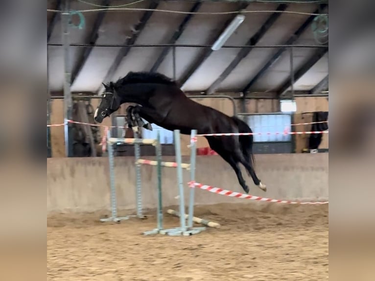 Spanish Sporthorse Mare 4 years 16 hh in Liencres