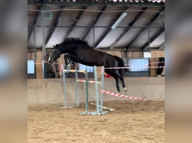 Spanish Sporthorse Mare 4 years 16 hh in Liencres