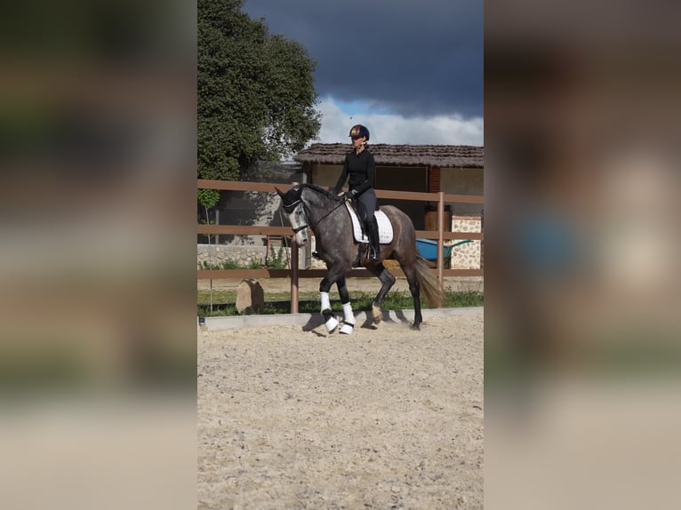 Spanish Sporthorse Mare 4 years Grey in colmenar viejo