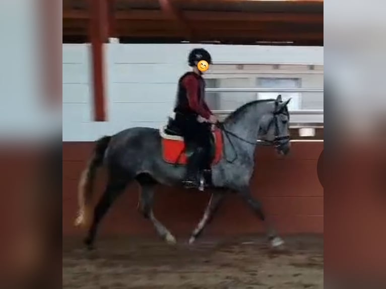 Spanish Sporthorse Mare 5 years 14,2 hh Gray-Blue-Tan in Barßel