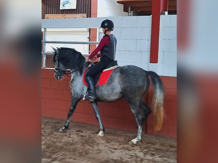 Spanish Sporthorse Mare 5 years 14,2 hh Gray-Blue-Tan in Barßel