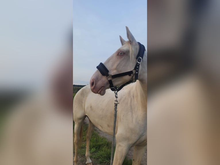 Spanish Sporthorse Mare 5 years 15,1 hh Cremello in Klietz