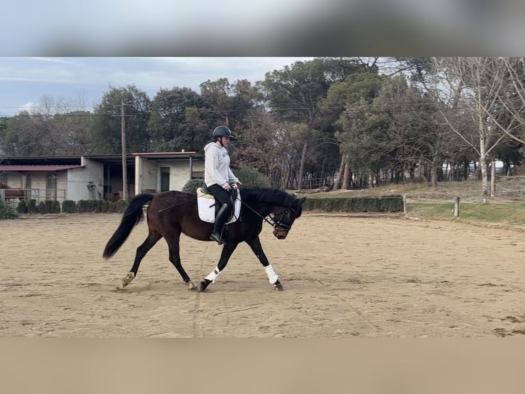 Spanish Sporthorse Mare 5 years 15 hh Brown in Calldetenes