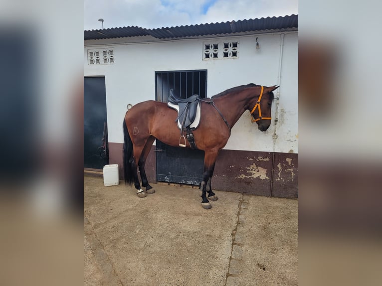 Spanish Sporthorse Mare 5 years 16,1 hh Brown in Bollullos Par Del Condado