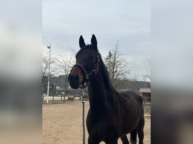 Spanish Sporthorse Mare 5 years 16,1 hh Brown in Sarral