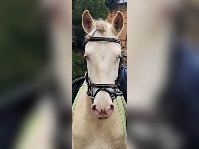 Spanish Sporthorse Mare 5 years 16,1 hh Cremello in Gava