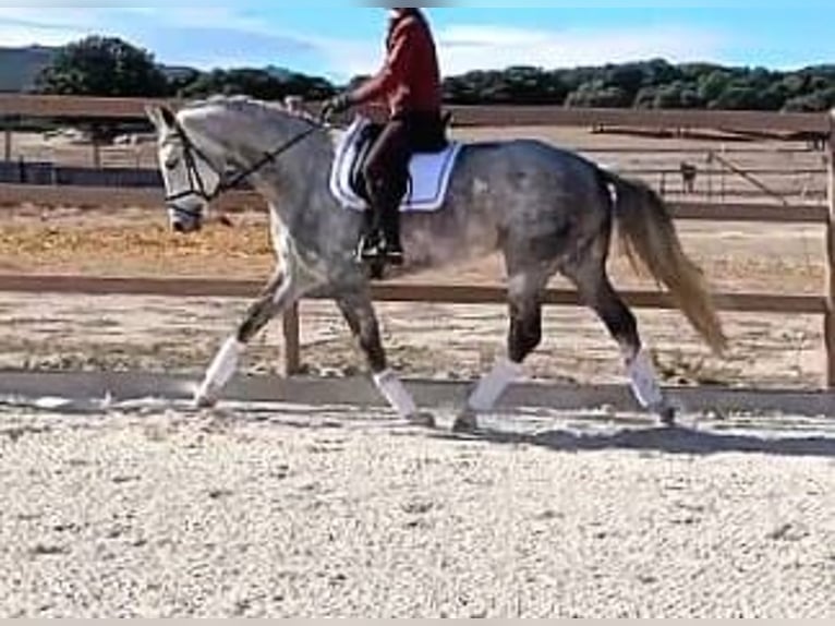Spanish Sporthorse Mare 5 years 16.1 hh Grey in San Pedro