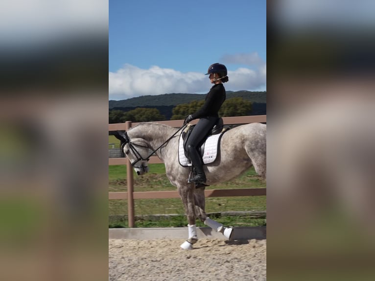 Spanish Sporthorse Mare 5 years 16.1 hh Grey in San Pedro