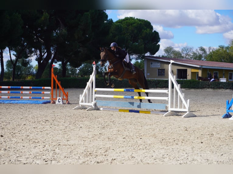 Spanish Sporthorse Mare 5 years 16 hh Bay-Dark in Alcorcon