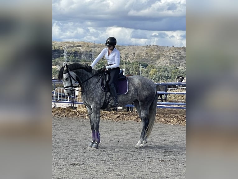 Spanish Sporthorse Mare 5 years 16 hh Grey in Gri&#xF1;on