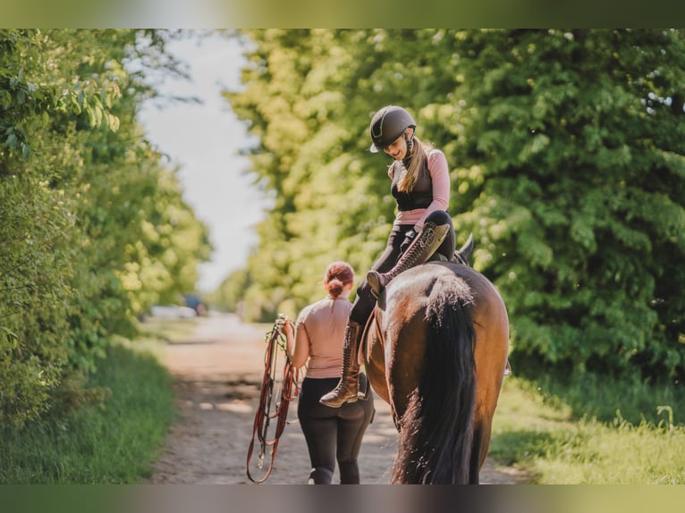 Spanish Sporthorse Mare 5 years 16,1 hh Bay-Dark in Th&#xFC;mmlitzwalde