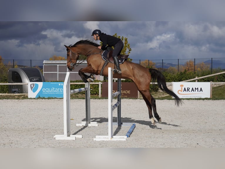 Spanish Sporthorse Mare 5 years 17 hh Brown in Boadilla Del Monte